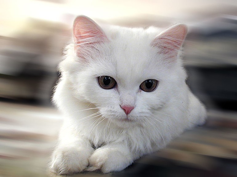 Сонник белый котенок маленький