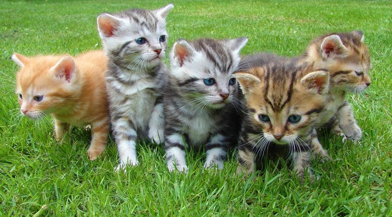 К чему снятся много котят разных цветов сонник