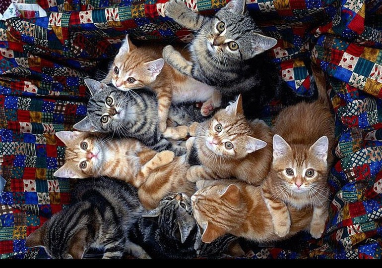 Сонник кошки много