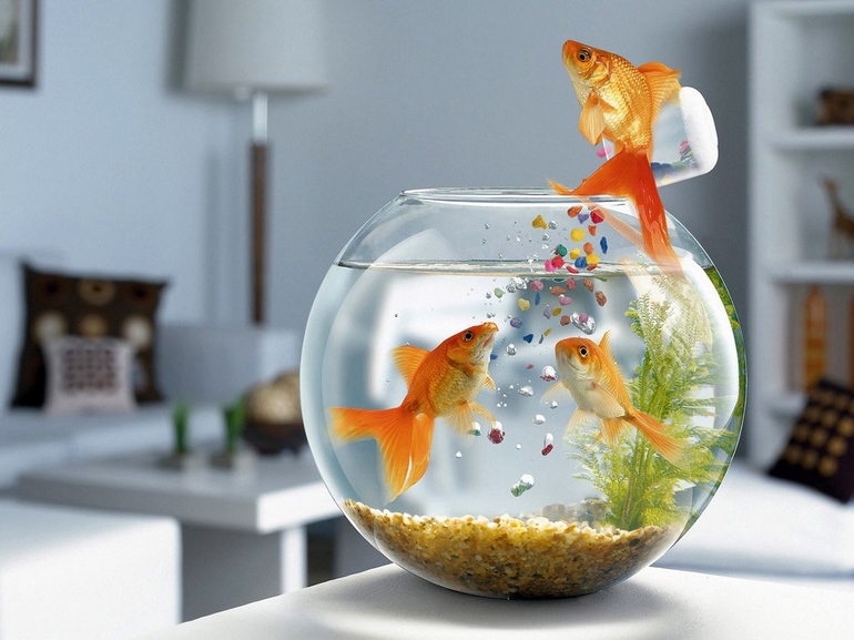  аквариум с рыбками к чему снится
