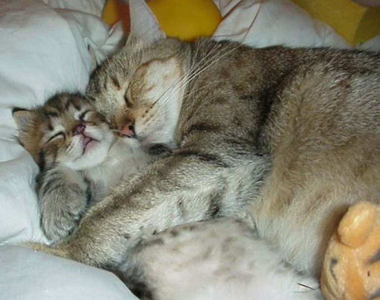 К чему видеть котенка во сне