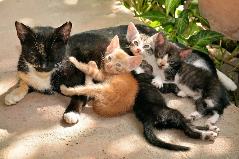 Видеть во сне кошку с котятами сонник