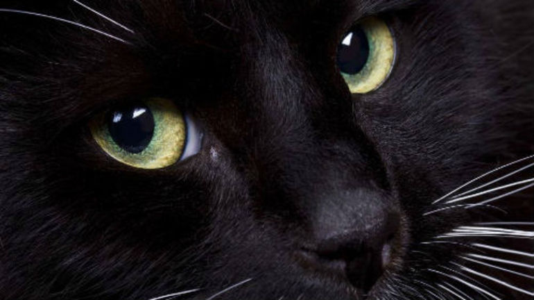 К чему снится черная кошка на руках сонник