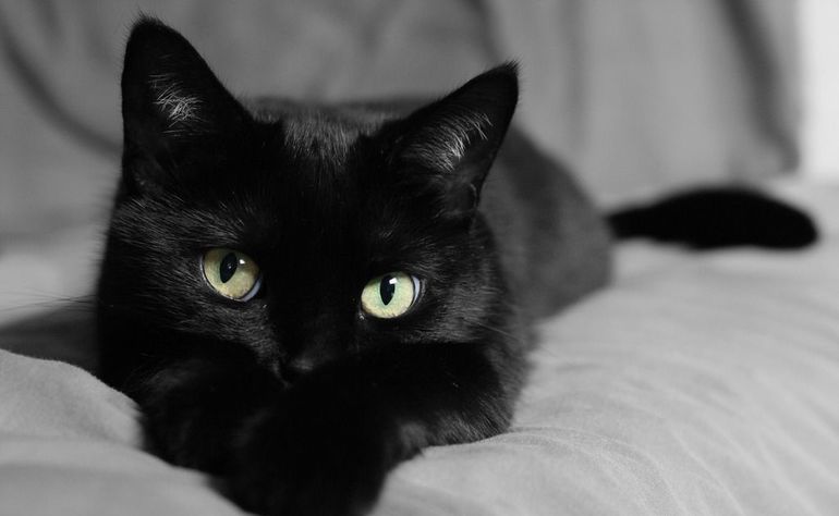 Черная кошка на диване