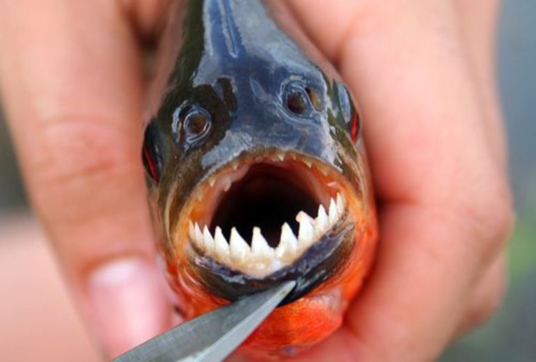 Во сне видеть рыбу с зубами сонник
