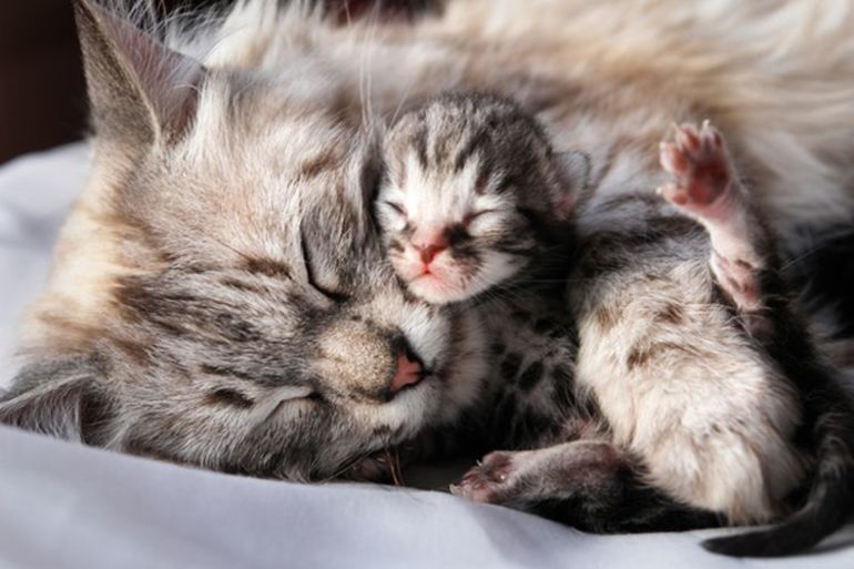 Новорожденные котята во сне 