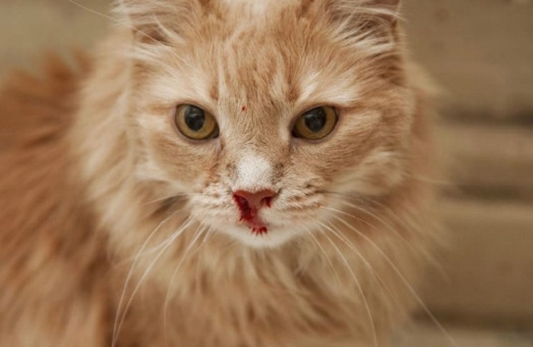 К чему снится раненая кошка в крови сонник