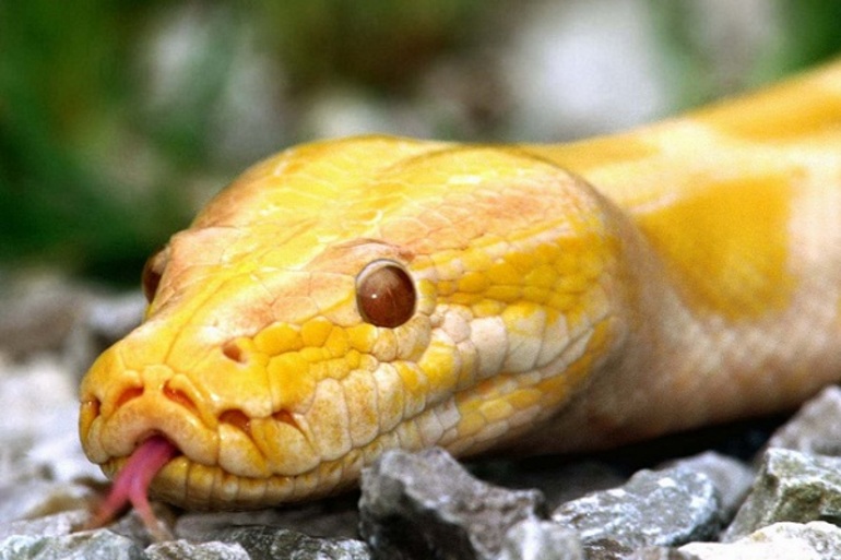 К чему снится маленькая желтая змея сонник