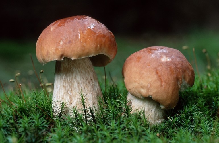 К чему снятся белые грибы много сонник