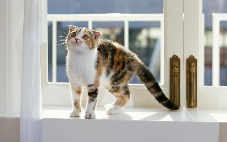 Кот залез в окно