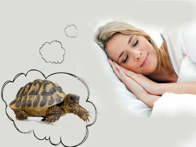 Черепаха в сновидении