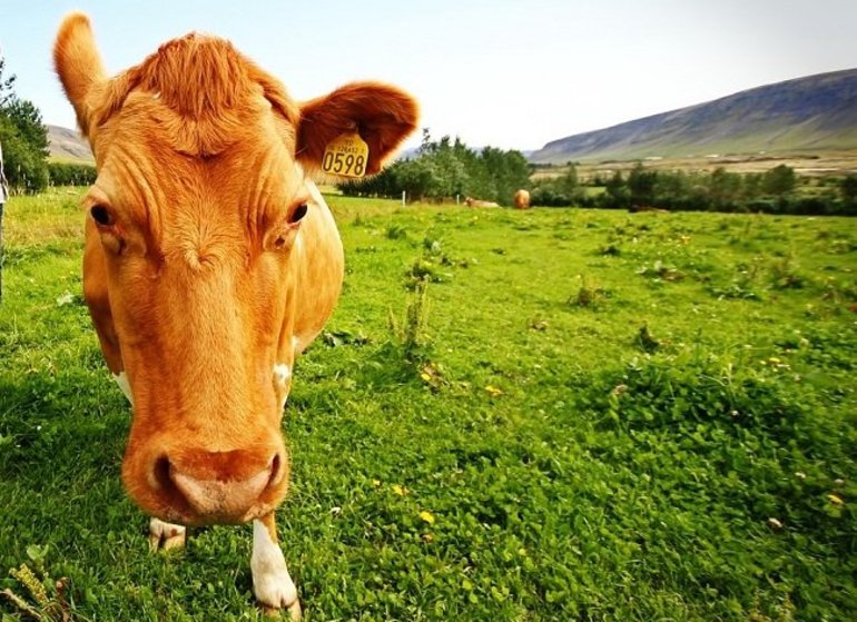 О чем говорит сон про корову