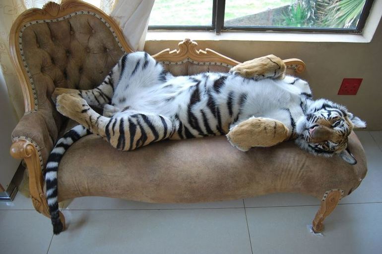К чему снится домашний тигр