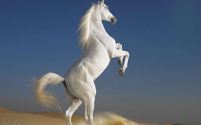 Толкование снов о белых лошадях
