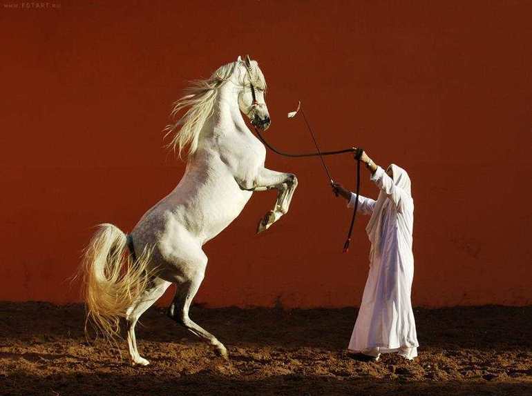Укрощение белой лошади в сновидении