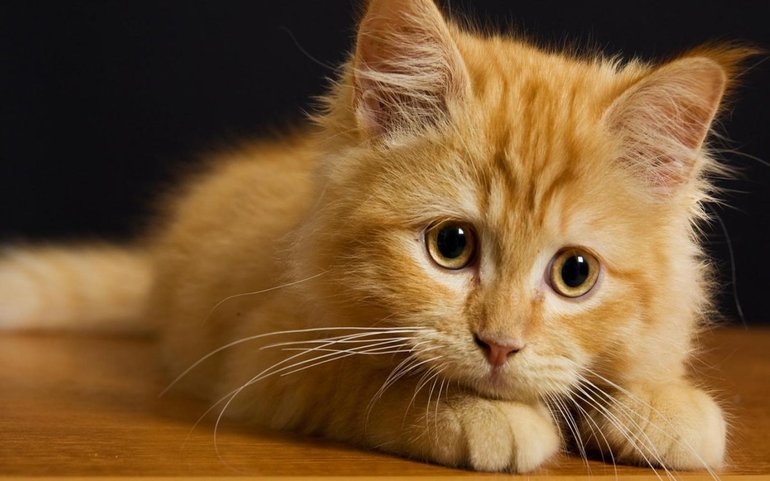 К чему снится маленький рыжий котенок сонник