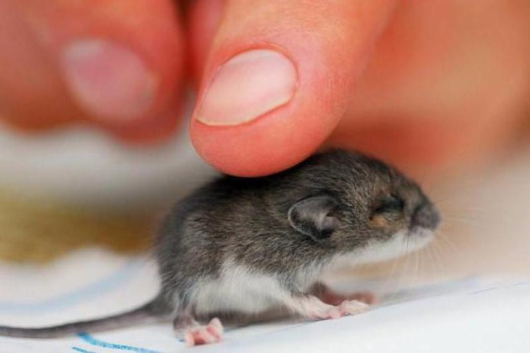 К чему снится мышь маленькая сонник