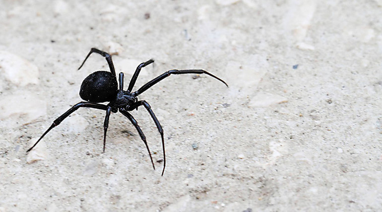 К чему снится огромный черный паук сонник