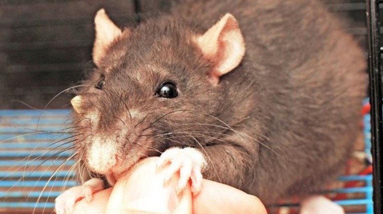 К чему снится укус крысы сонник