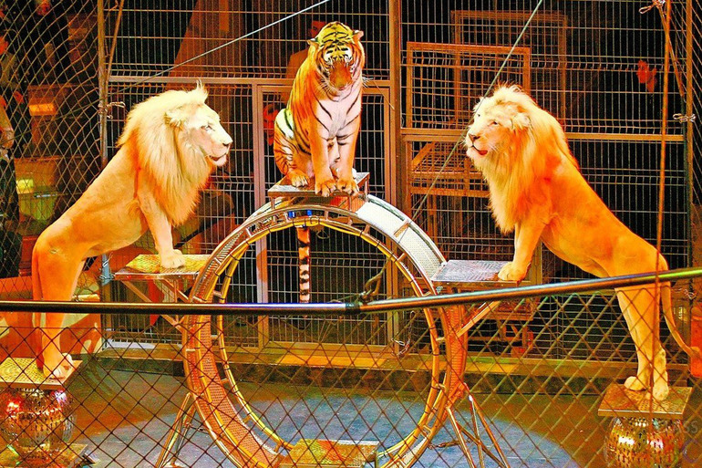 Видеть во сне животных в цирке