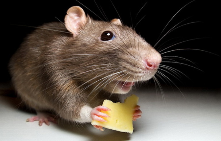 Мышь кушает сыр