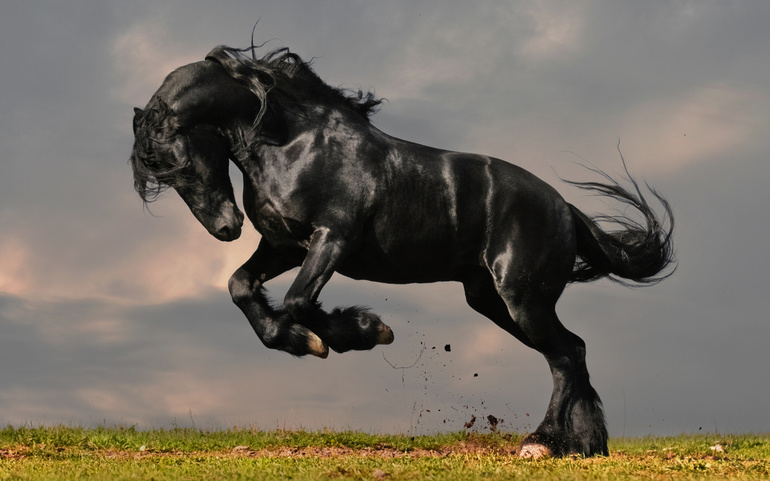 К чему снится черная лошадь женщине сонник