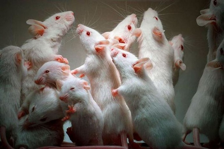 Увидеть во сне большое количество белых мышей