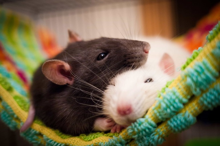 Значение сна про крысу