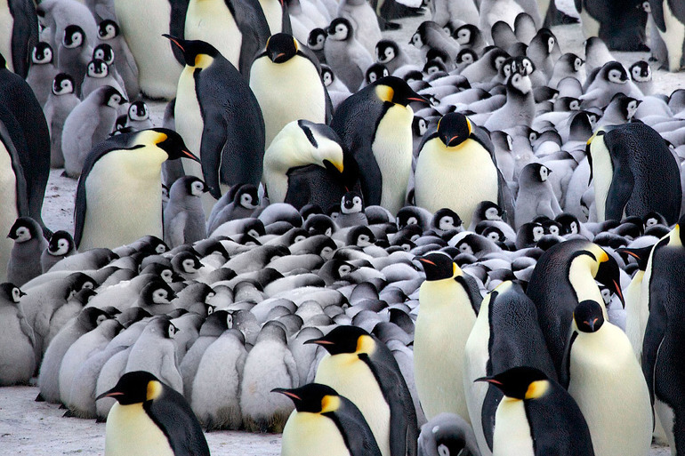 Видеть во сне много пингвинов