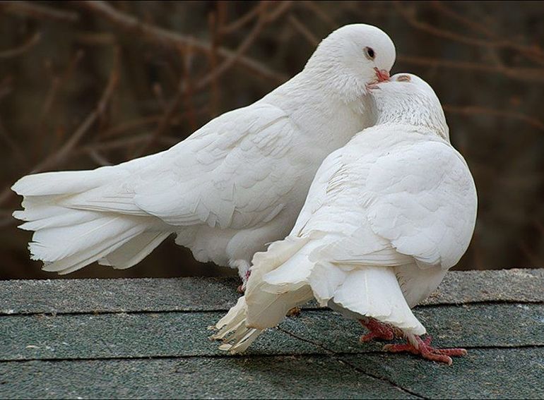 Белый голубь во сне