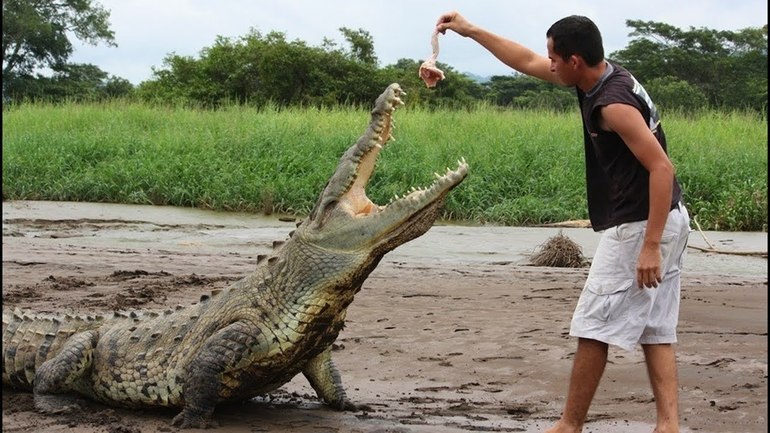 Кормить крокодила с рук