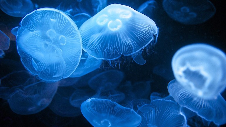 К чему снятся медузы в море. На что обратить внимание