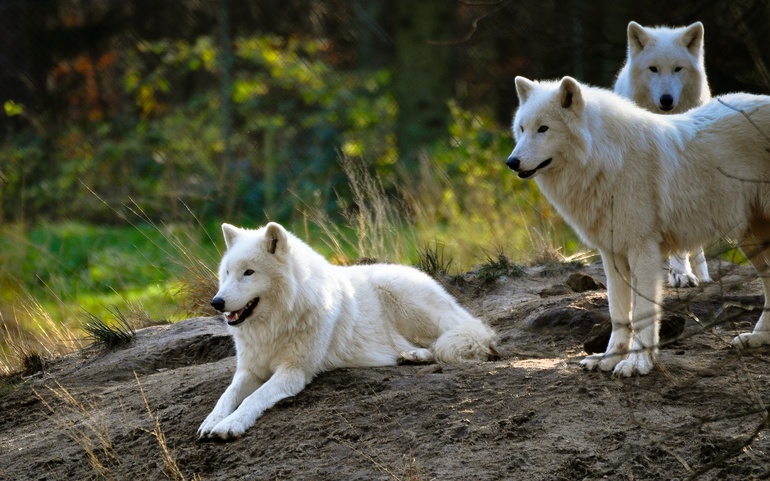 Значение сна про белого волка