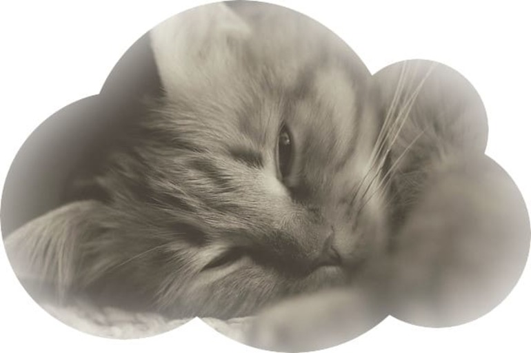 К чему снится умершая кошка живой сонник