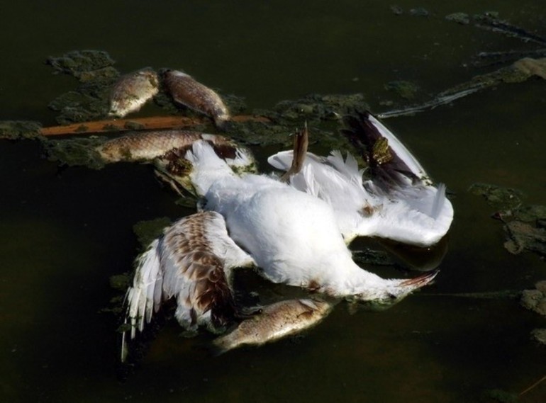 Мертвыая птица в воде