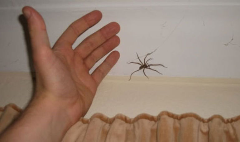 Убить паука рукой