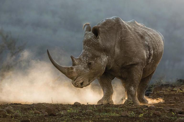 Приснился носорог