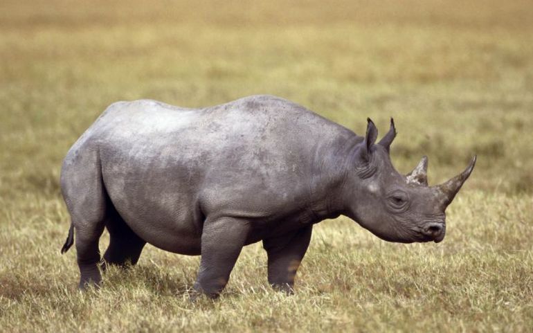 Трактовка сна про носорога