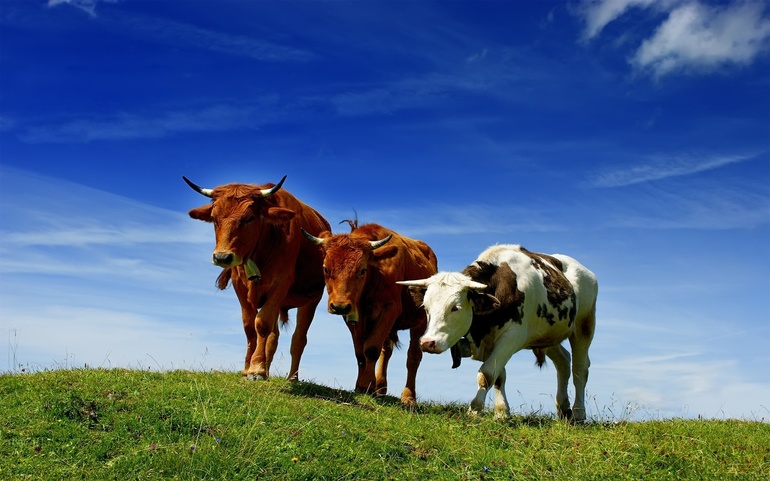 К чему снятся коровы и быки сонник