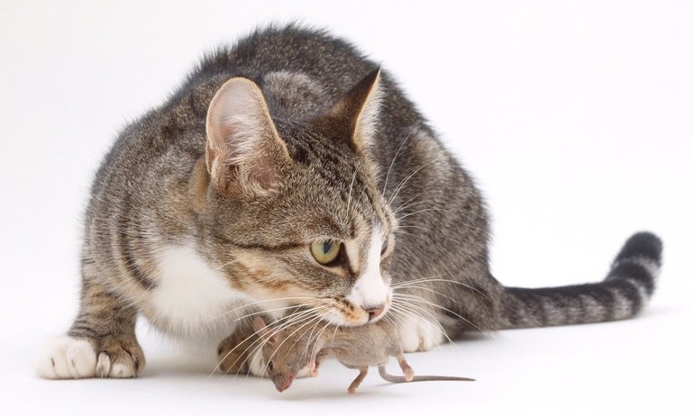 Сонник кошка поймала мышь