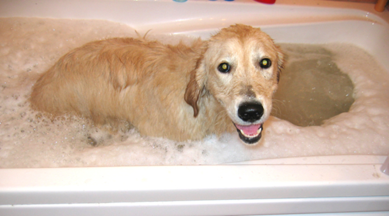 Купать во сне собаку в большой ванне