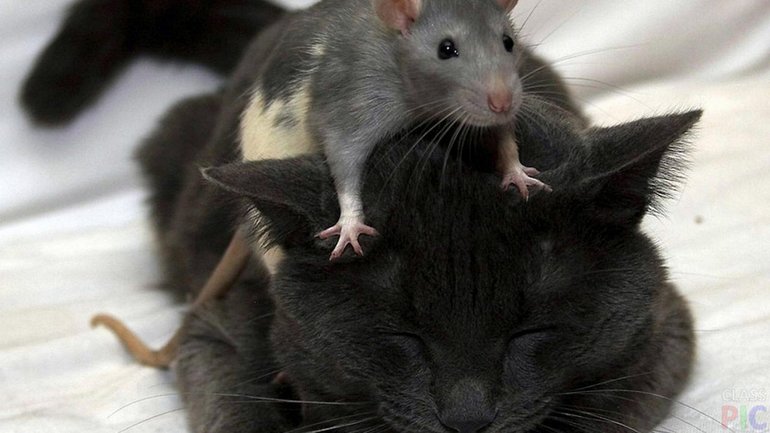 Серая крыса и кошка 