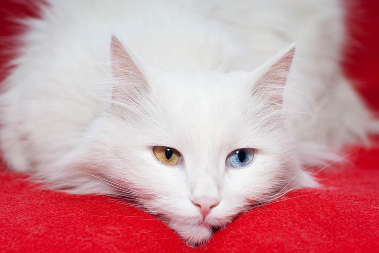К чему снится белая кошка девушке thumbnail