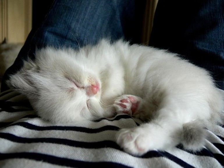 Белая кошка во сне к чему это снится thumbnail