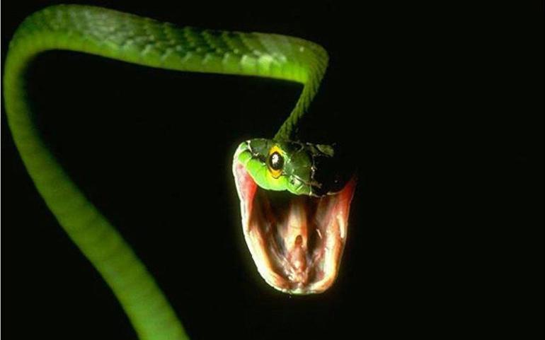 Зеленые змеи к чему снятся thumbnail
