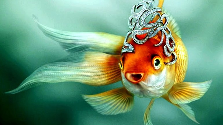 К чему снится золотая рыбка в воде женщине thumbnail