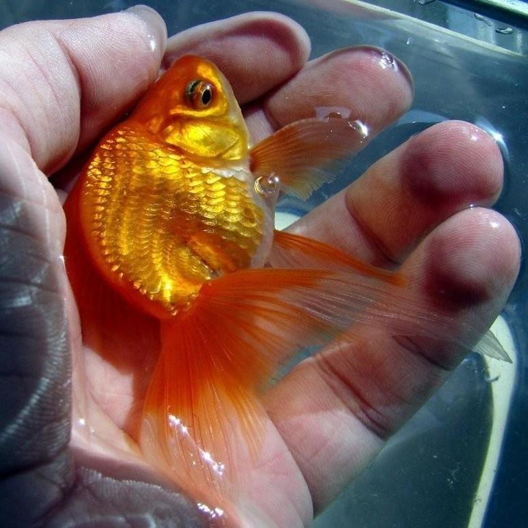 Золотая рыбка для девушки во сне thumbnail