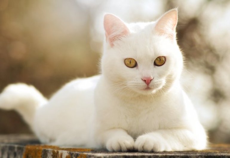К чему снятся белые пушистые котята thumbnail