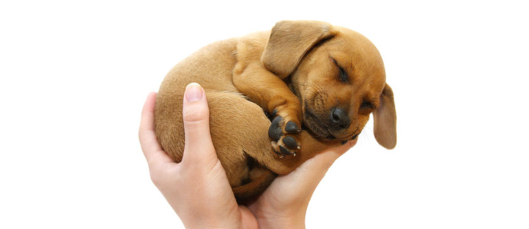 К чему снится щенок во сне для женщины на руках thumbnail