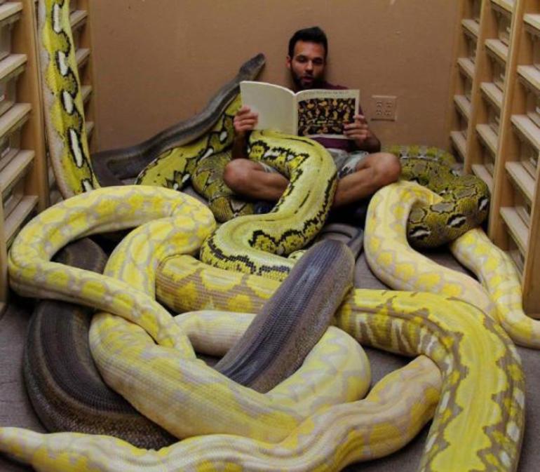 Жёлтая змея во сне